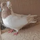 حمامة زينة سودانيه