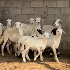 ثلوث المنظر