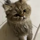 قط لتبني ذكر العمر اللي لا أعلم