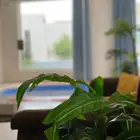 سياحة شتوية