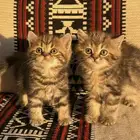 قطط سكوتش ستريت