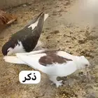 حمام زوج حب رمان