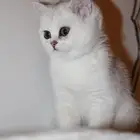 قط سكوتش ستريت من اهالي مستورده يتسجل