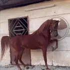 حصان عربي مصري بيور