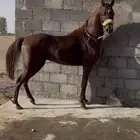 حصان شعبي