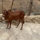 حسلان بلدي صغار اعمارها اقل من سنه
