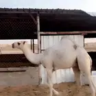 باتلي ابوه على بعير منصور الجافل وابوه عند شيباني