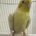طير كروان اليف ..