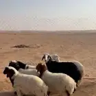 هرافي طيبه وطراف