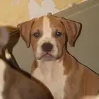 جراوي امريكان بولي