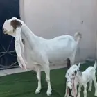 بنت ابو شامه ولد البنك تامه شبب الاذن 65 حدرها تيسين