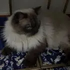 قطه هملايا اليفه جدا لتبني