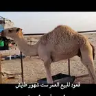 حاشي للبيع عمر6شهور للقصب تحت امه