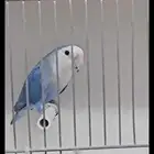 للبيع ذكر روز منتج بلو