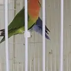 للبيع زوج روز