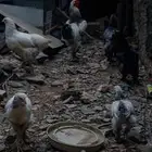 براهما للبيع