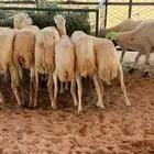 ظان غنم رفيديات دفيع