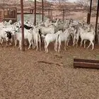 تيوس مخاصي العدد 89جذعان
