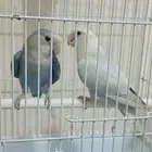 زوجين روز اسعار مره مره مره حلوه بالجمله