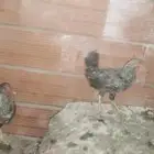 دجاج للبيع