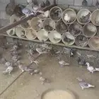 حمام فرنسي احجام للبيع