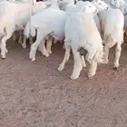 ضحايا حري وساكن بريه جميع الاحجام