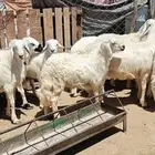 خرفان صفر