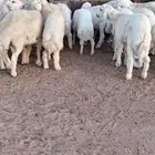 ضحايا حريه وسواكن