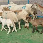 3 غنم رفيديات يتبعها 6 بهم