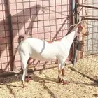 جفره رباعيه مزيونه مرخا