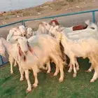 ماعز شاميات أغلبه صغار أسنان ب 750 ريال للراس جمله نهائي