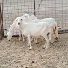 3 غنم حريات ب 450 ريال للرأس حد نهائي