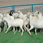 12ماعز صغار اسنان