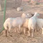 2 غنم رفيدي يتبعها 4 رخال ب 5000 ريال للكل سعر نهائي
