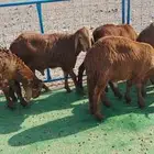 سواكن طليان مرابي سمان ب 1000 ريال جميله وتفريد