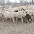 34 غنم رفيديات يتبعه 43 بهم ب 1350 ريال للراس جمله ونهائي