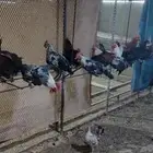 ديوك بلدي و فيومي