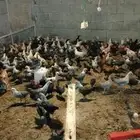 دجاج فيومي