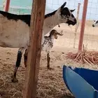عنز جنوبيه