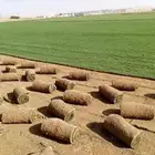 ثيل طبيعي درجة أولى C2000