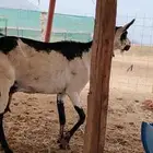 عنز جنوبيه