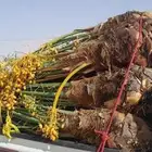 السلام عليكم ورحمه الله وبركاته يوجد لدينا جميع انواع النخيل