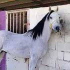 حصان عربي أصيل موضح فشهاده