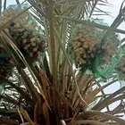 متوفر ثمرة اخلاص الاحساء سعر 3 ريال للكيلو
