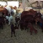 ضان سواكن متابيع