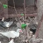 البيع اناثي بط مصري مسكوفي .