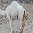 بكره للبيع