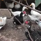 بط بكيني للبيع .