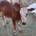 بقر للبيع ثنتين تحتها حسلان ووحده منهم بإذن الله عشار وعجله