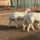 طليان حريه جذعان انتاج المراح سمان وسليمه